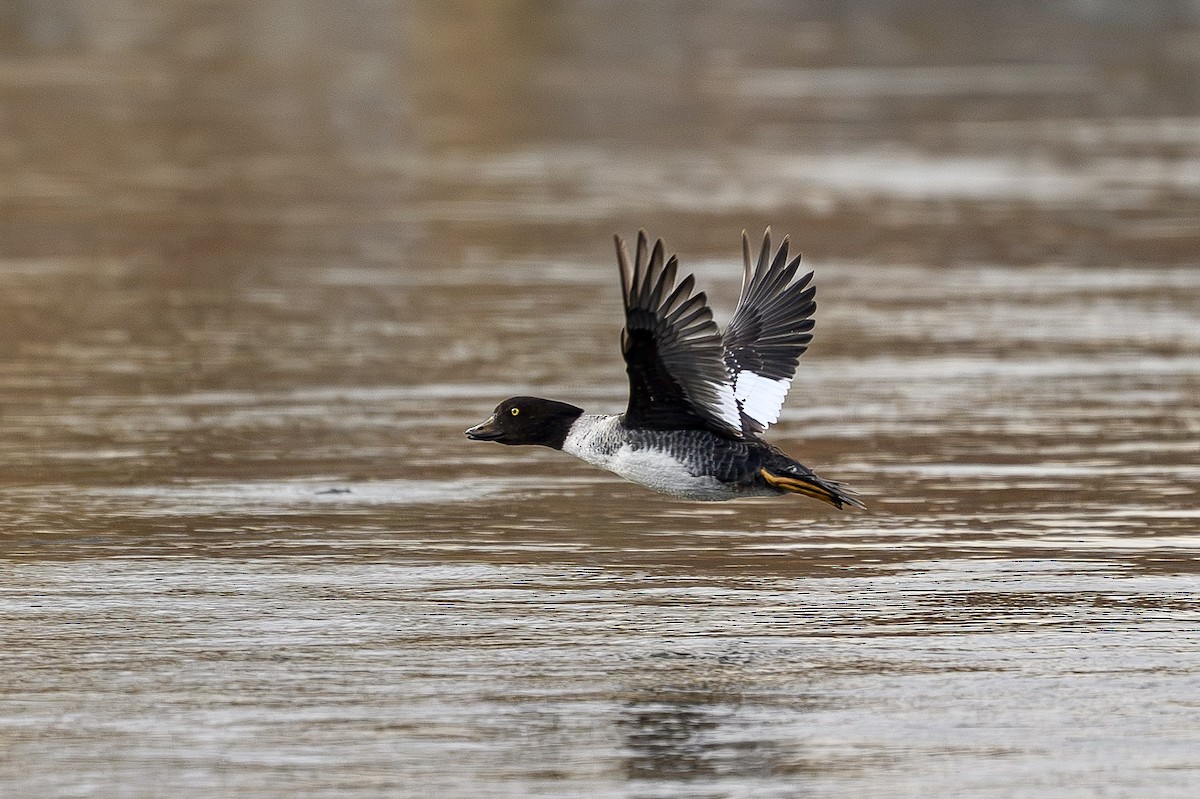 Barrow's Goldeneye - ML645563415