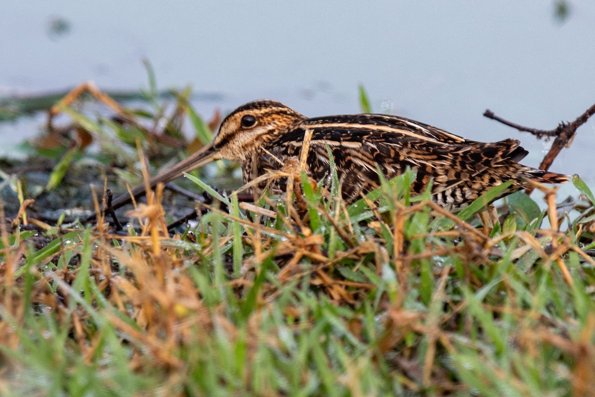 Wilson's Snipe - ML645563417