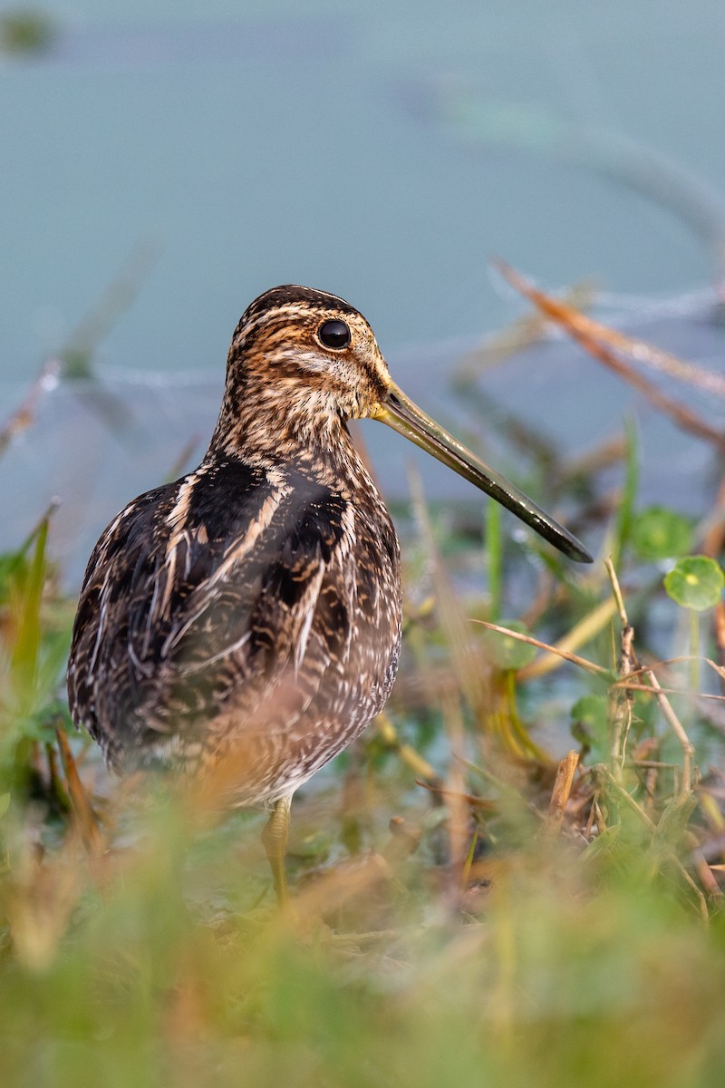 Wilson's Snipe - ML645563418