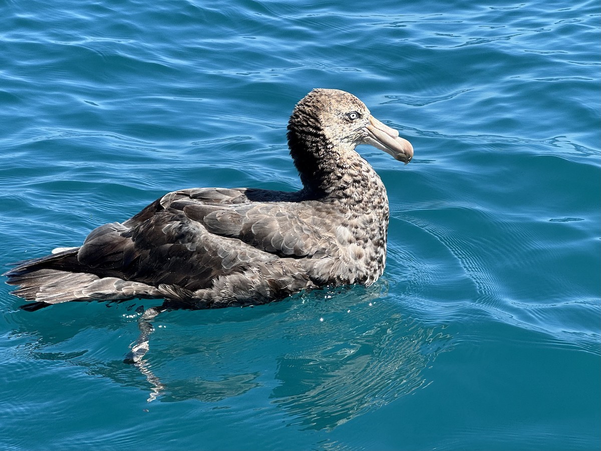 nordkjempepetrell - ML645563419