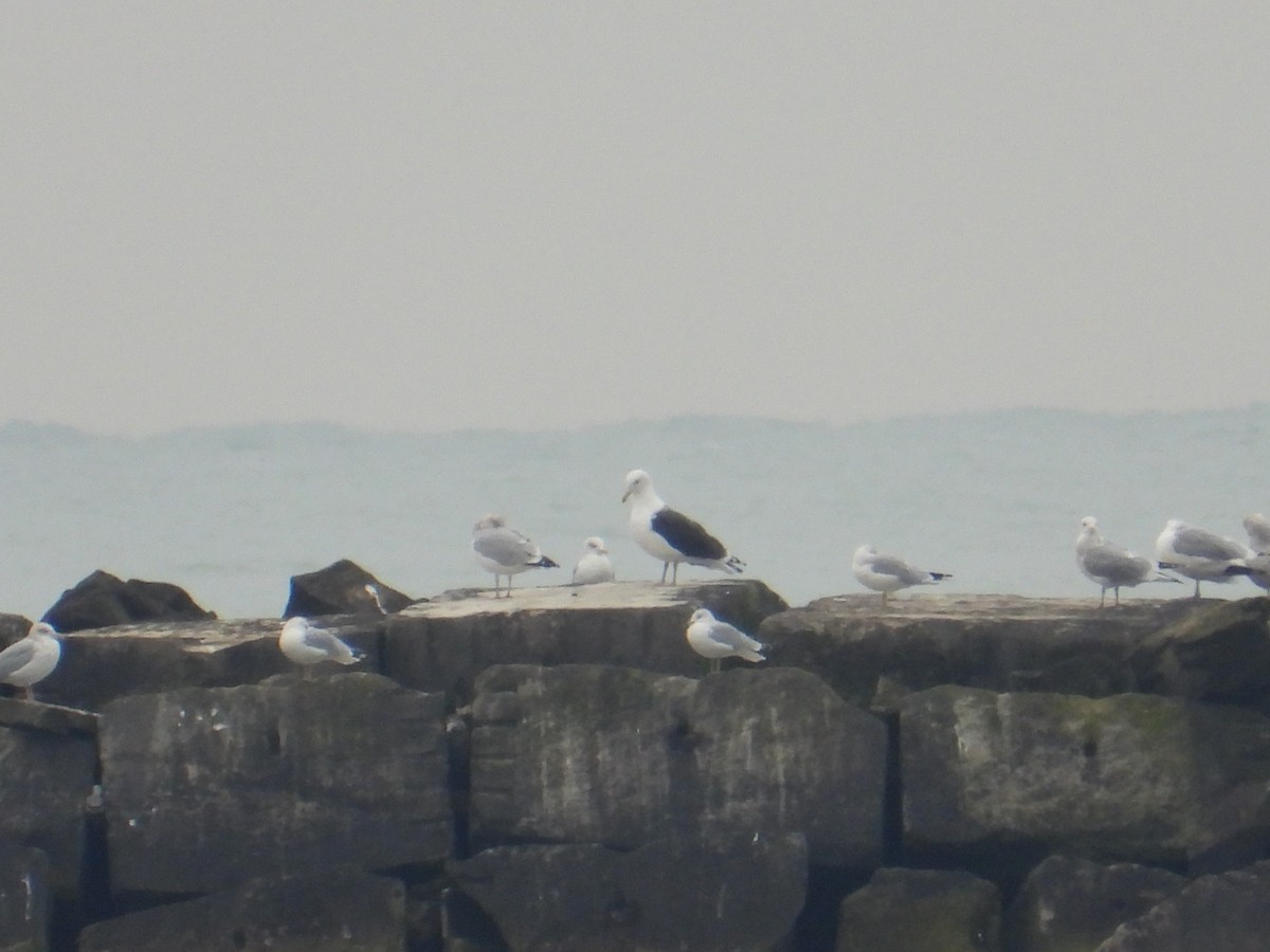 Gavión Atlántico - ML645563420