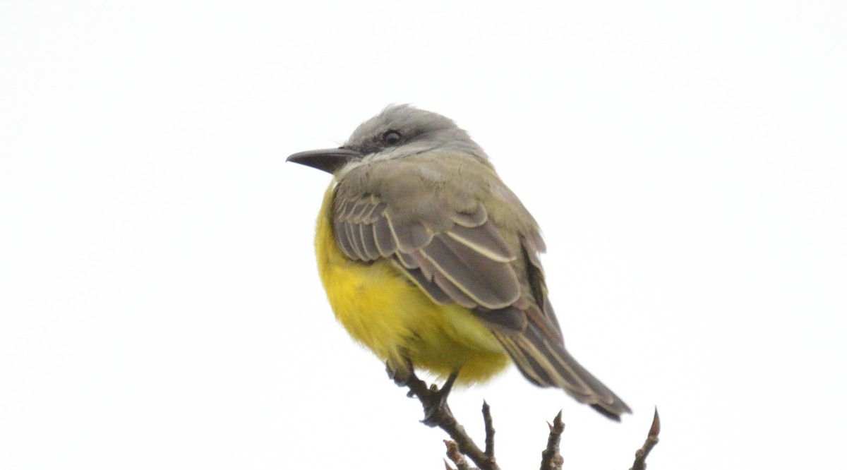 Tropical Kingbird - ML645563421