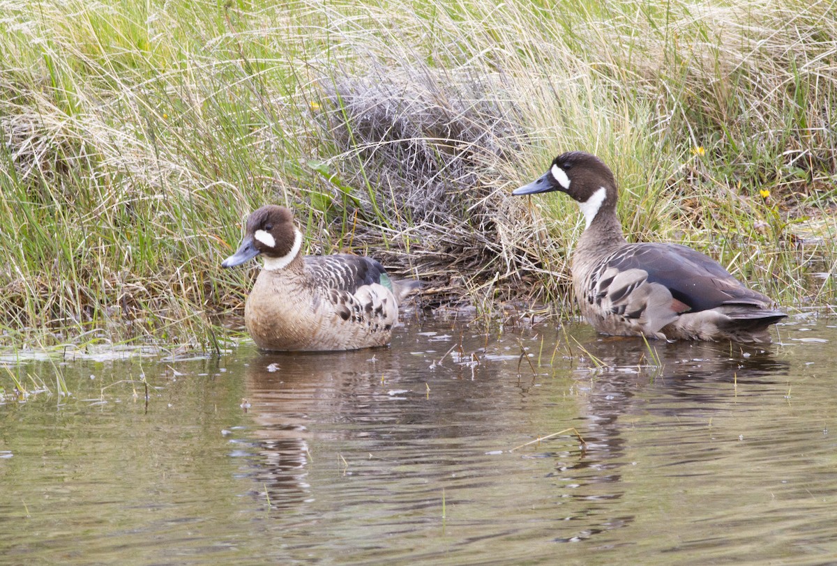 kachna bronzovokřídlá - ML645563422