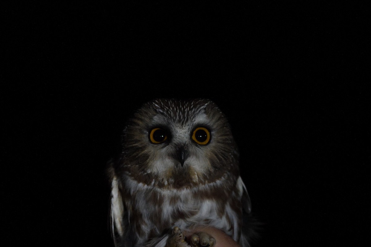 Northern Saw-whet Owl - ML645563428