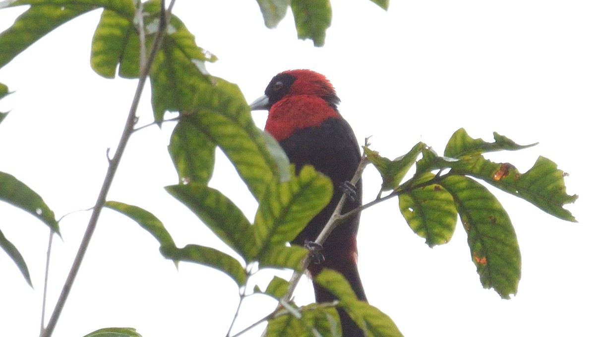 Crimson-collared Tanager - ML645563436
