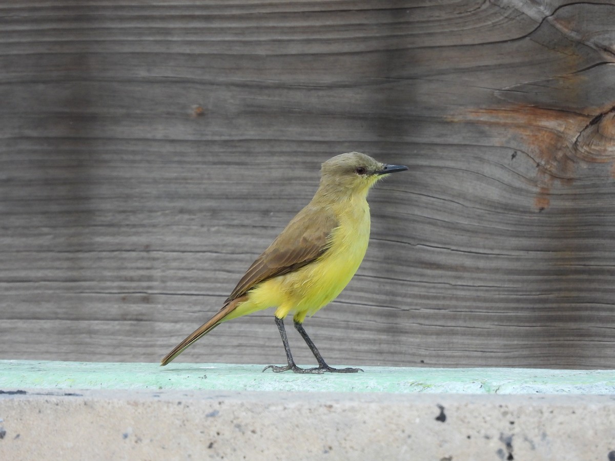 Cattle Tyrant - ML645563449