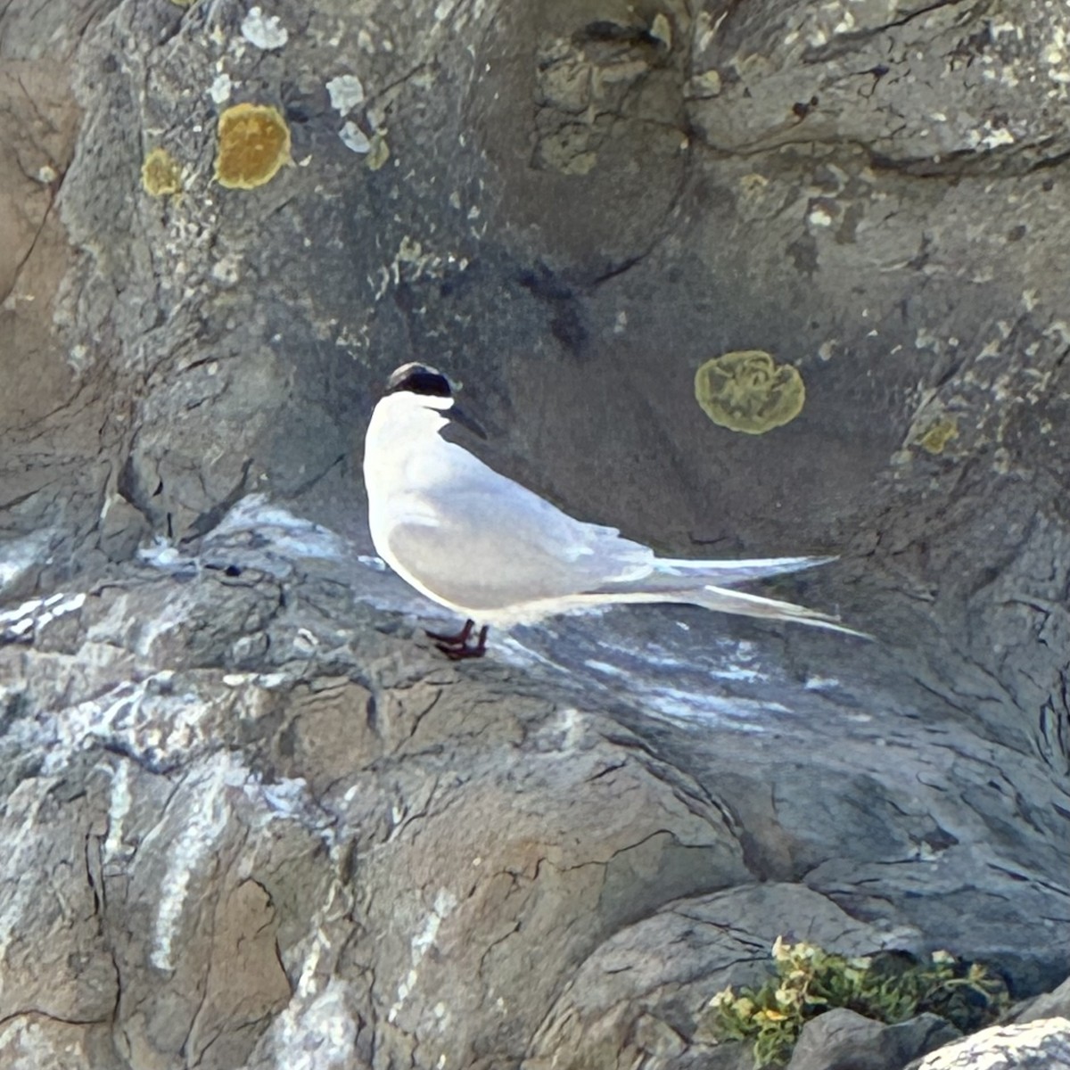 nyzealandterne - ML645563450