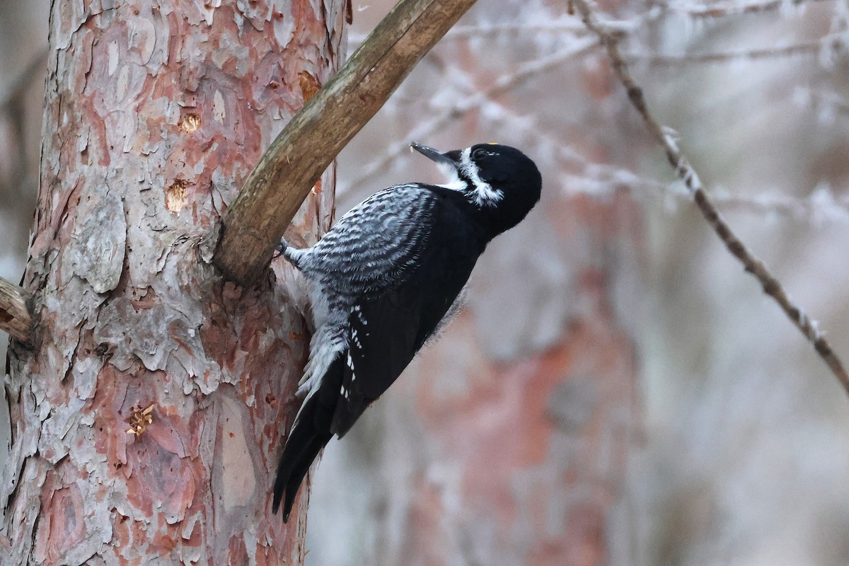 Black-backed Woodpecker - ML645563454