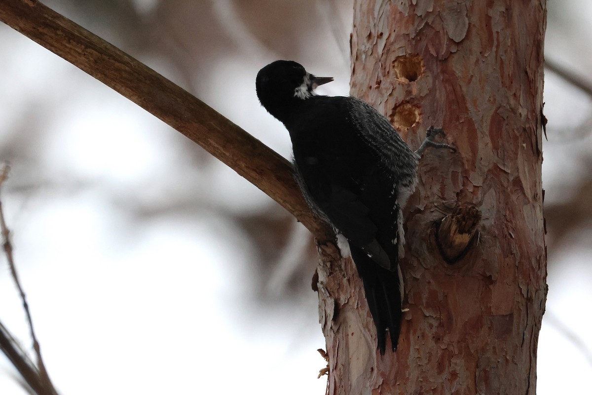 Black-backed Woodpecker - ML645563455