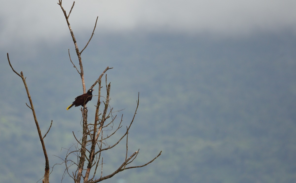 Montezuma Oropendola - ML645563459