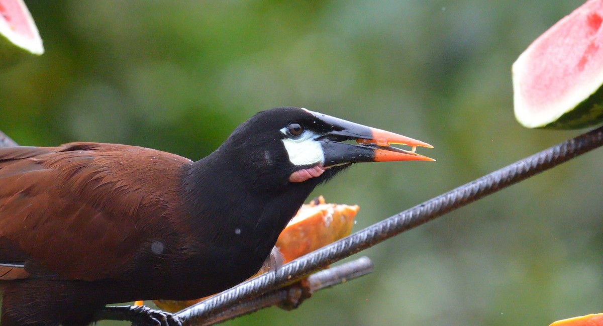 Montezuma Oropendola - ML645563460