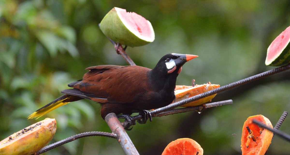 Montezuma Oropendola - ML645563461