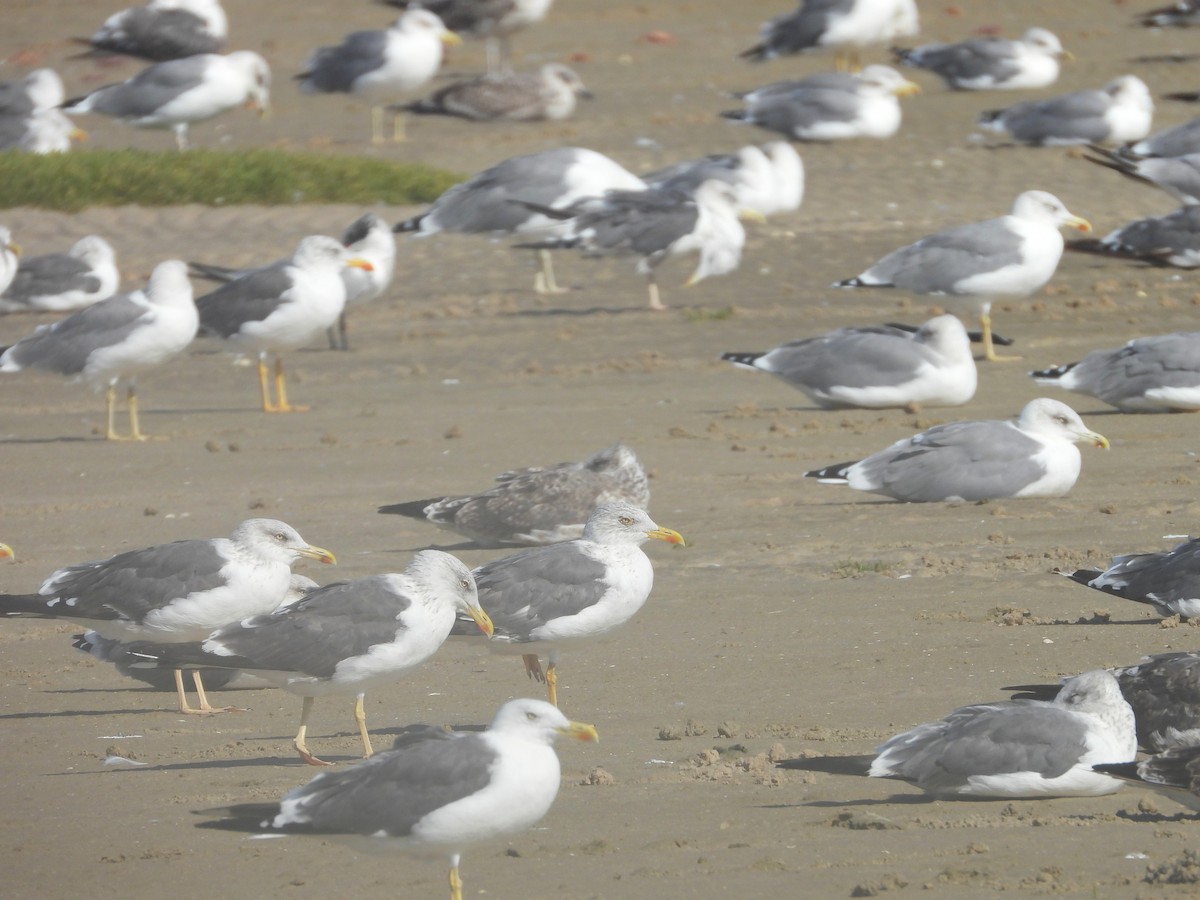 Lesser Black-backed Gull - ML645563470