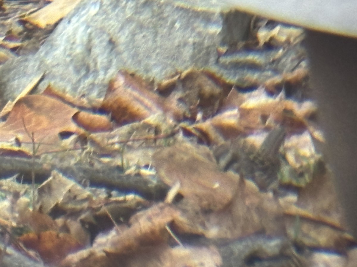 Song Sparrow - ML645563484