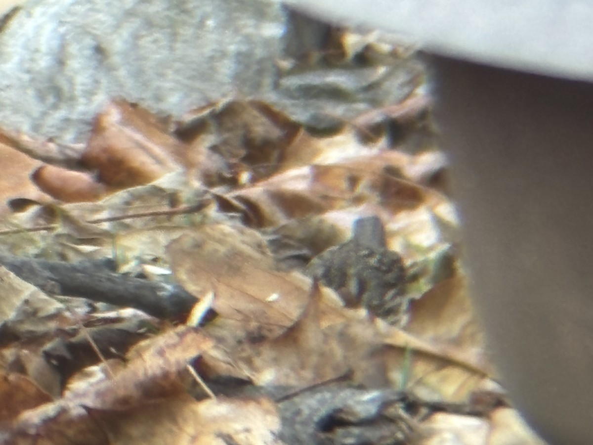 Song Sparrow - ML645563485