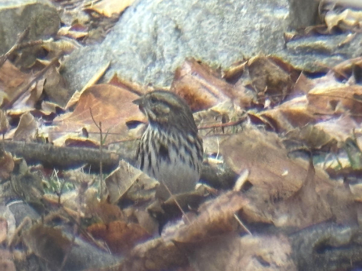 Song Sparrow - ML645563487
