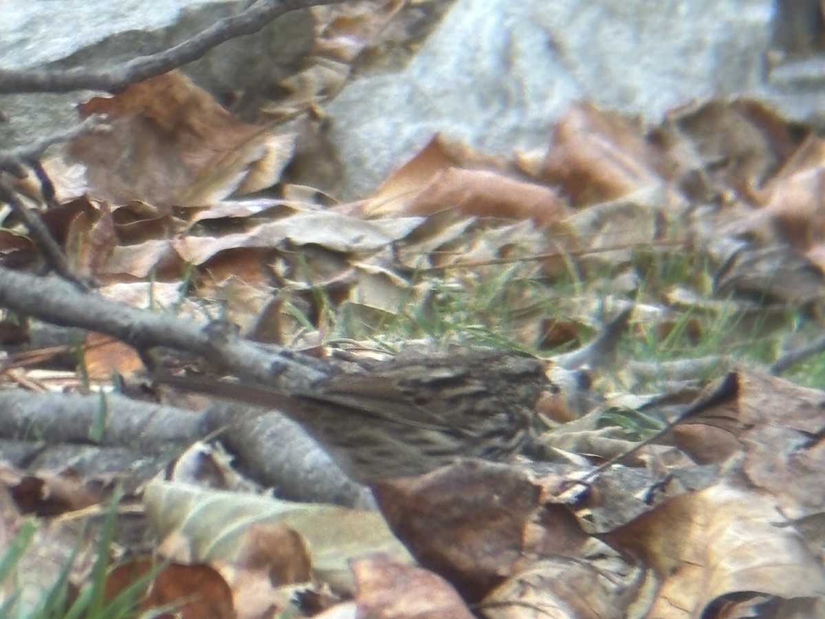 Song Sparrow - ML645563488