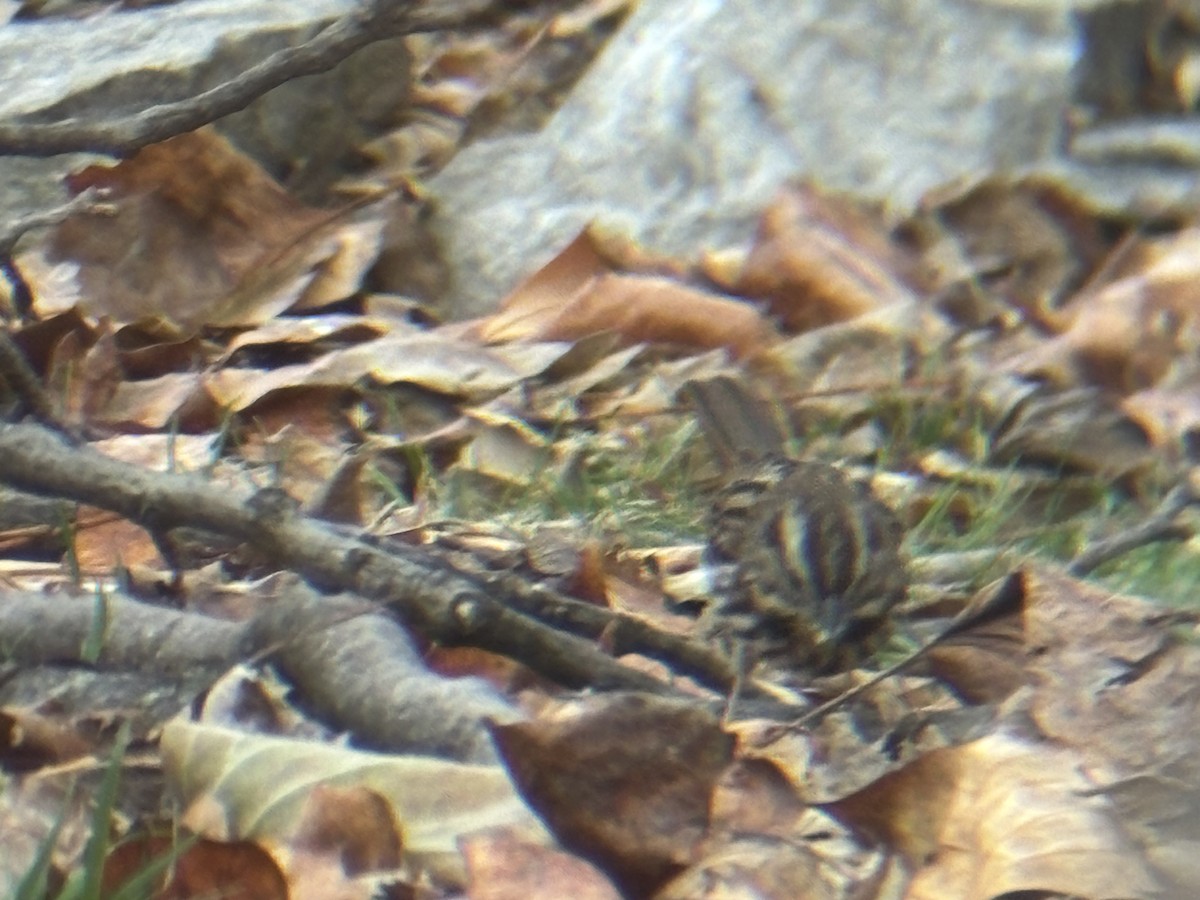 Song Sparrow - ML645563489