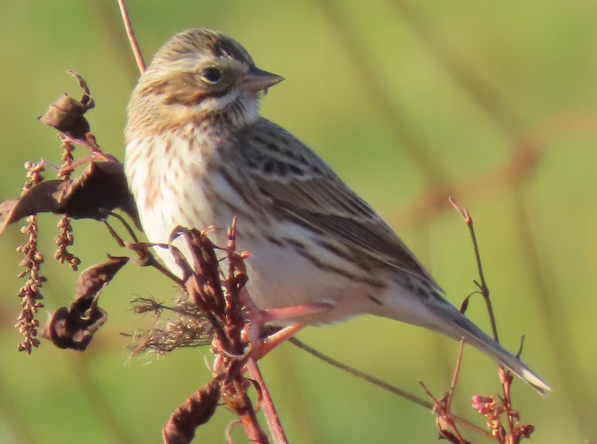 Savannah Sparrow (Ipswich) - ML645563515