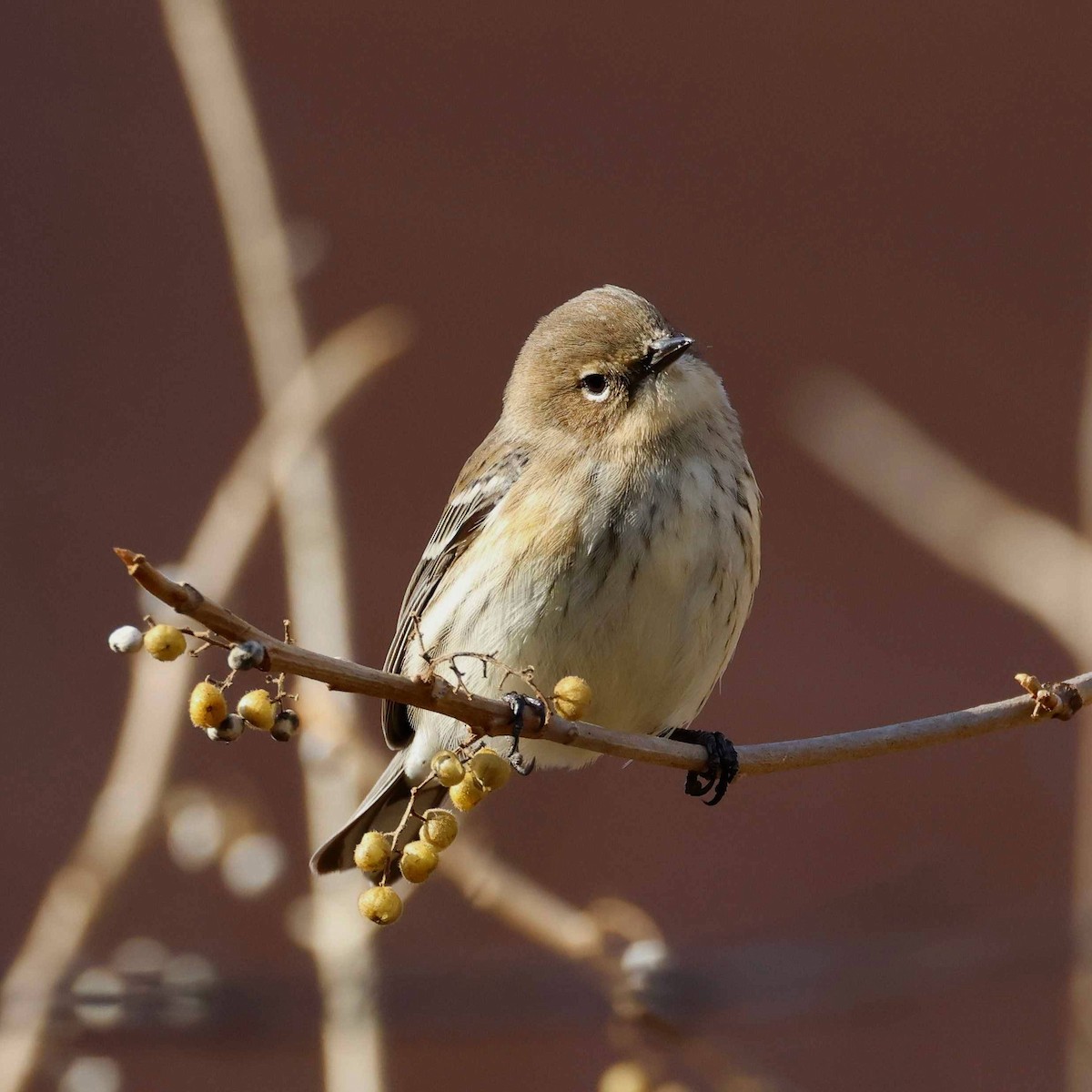 Yellow-rumped Warbler - ML645563520