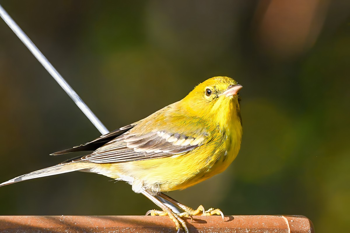 סבכון אורנים - ML645563527