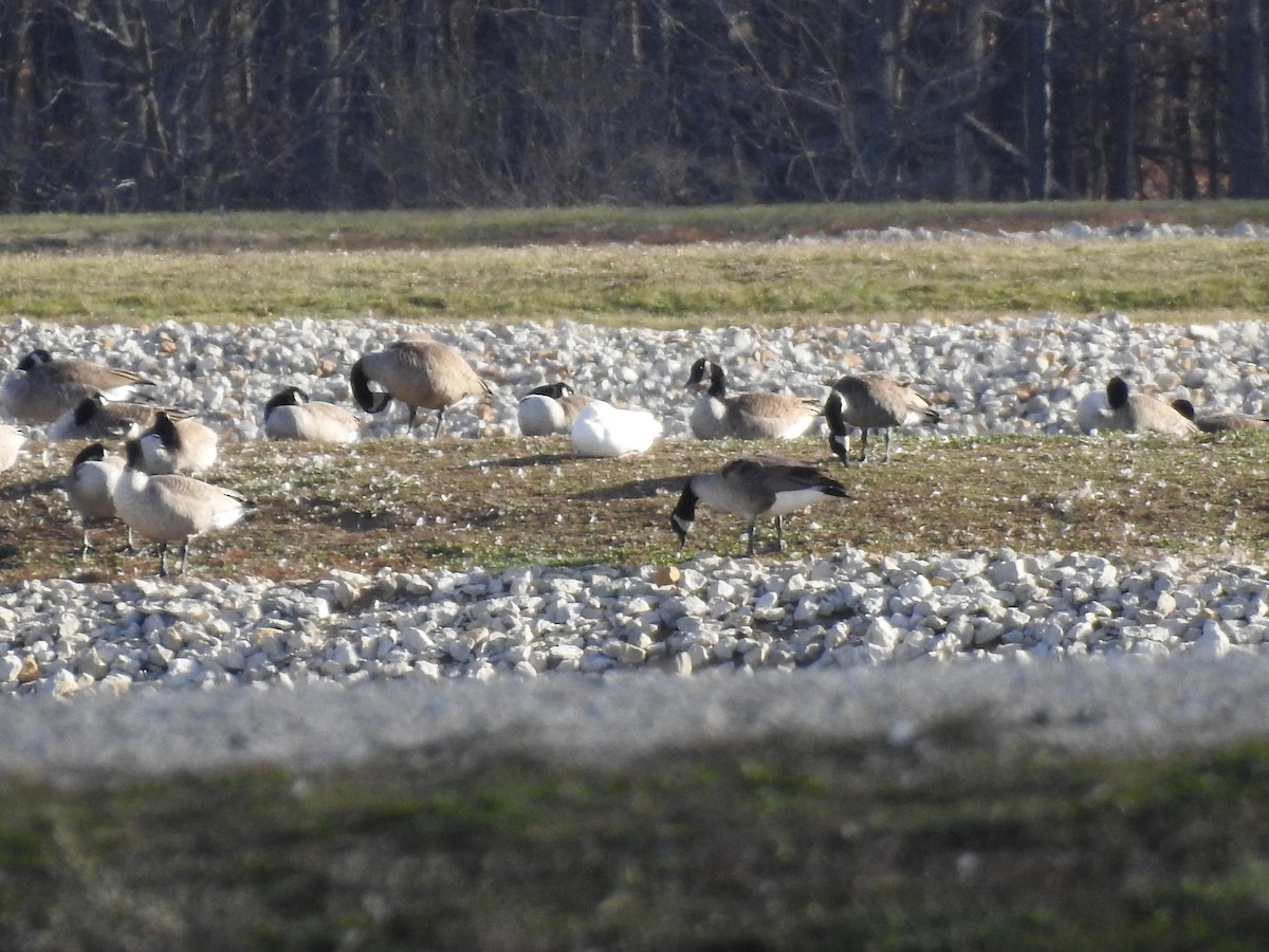 Snow Goose - ML645563531