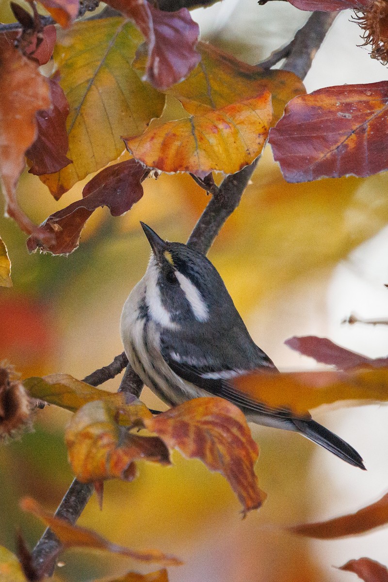 Black-throated Gray Warbler - ML645563534