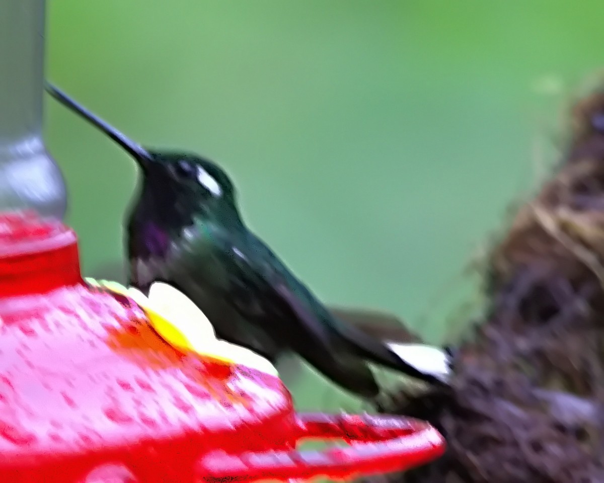 Purple-bibbed Whitetip - ML645563536