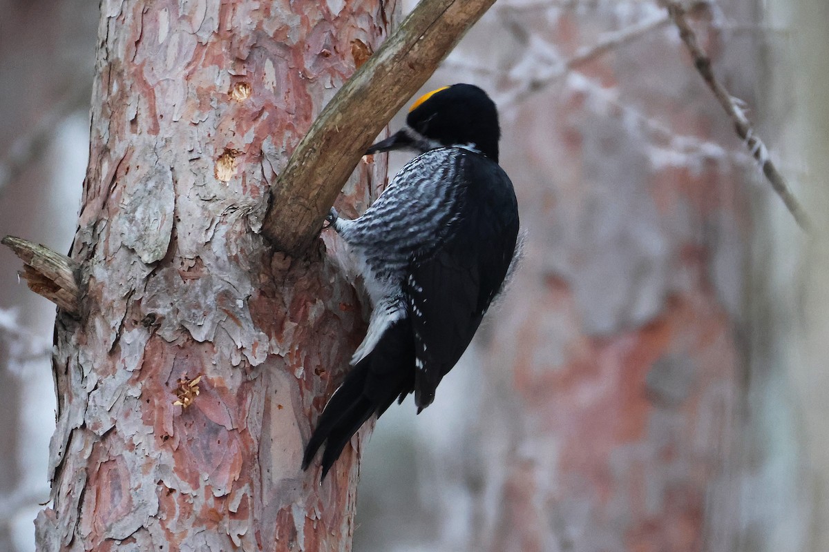 Black-backed Woodpecker - ML645563545