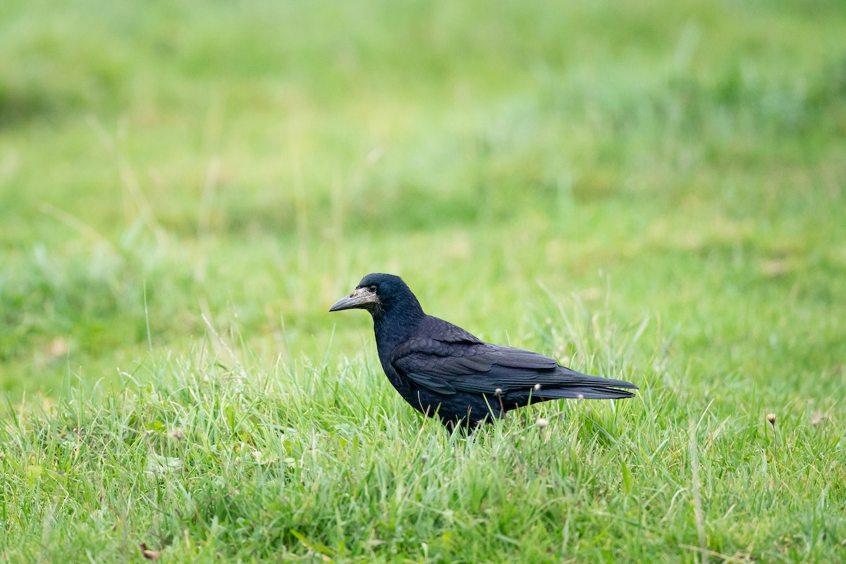 Ekin Kargası - ML645563549