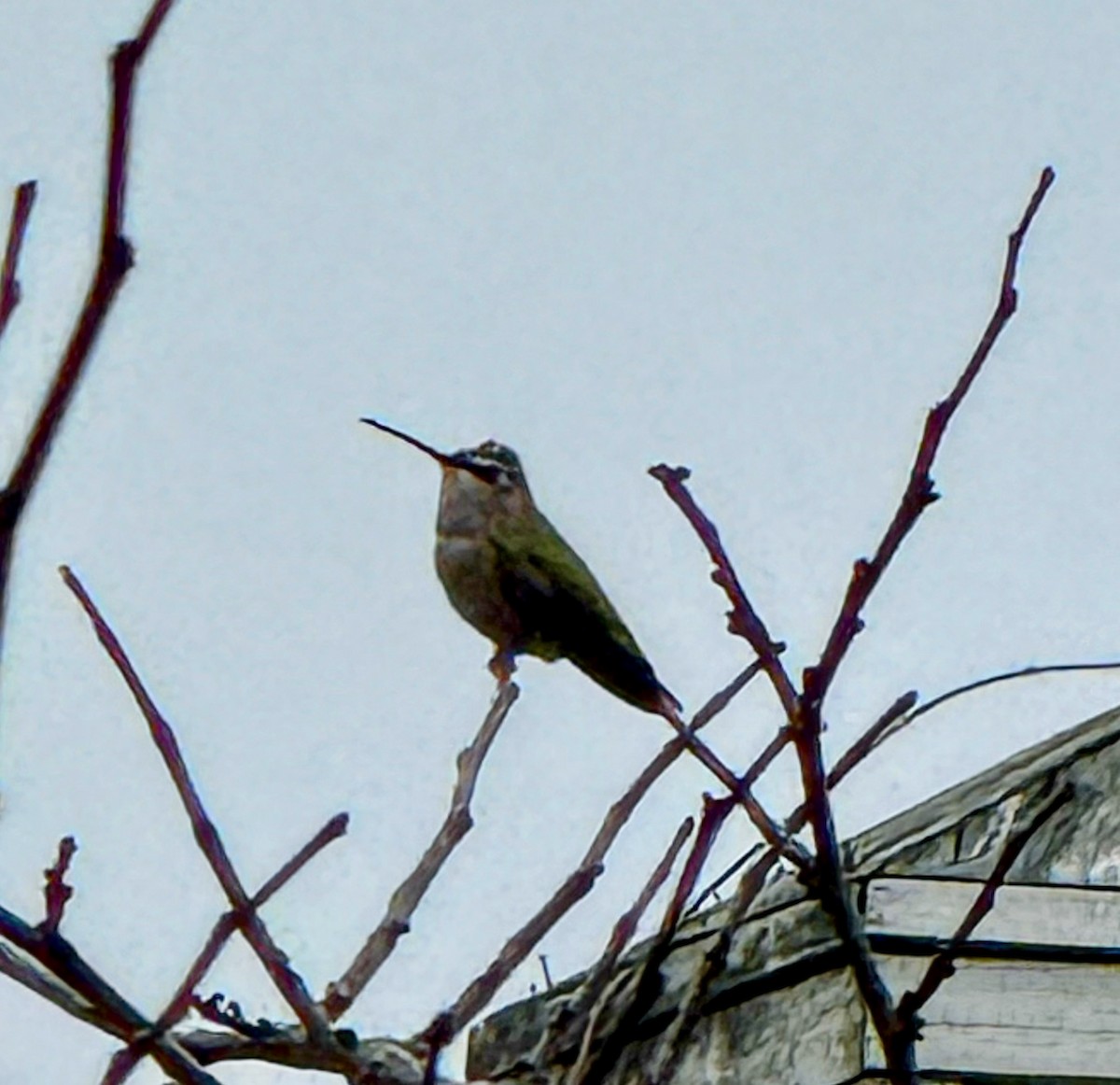 Black-chinned Hummingbird - ML645563558