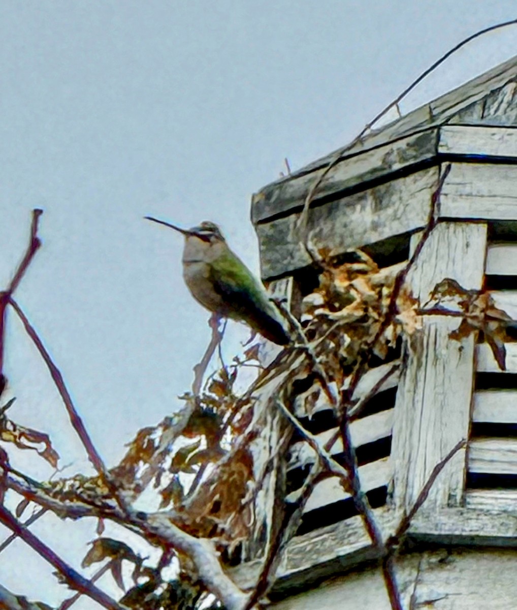 Black-chinned Hummingbird - ML645563559