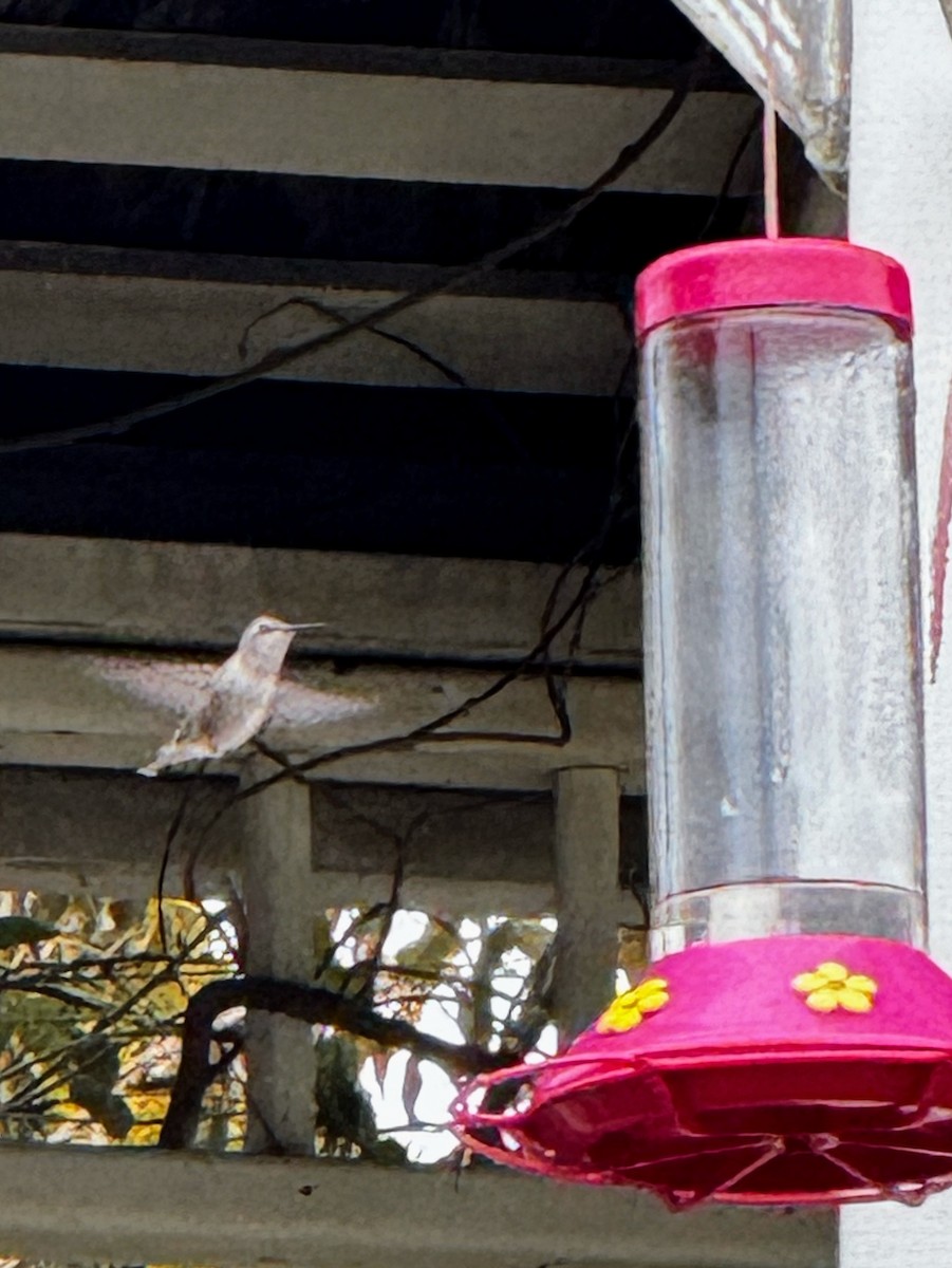 Black-chinned Hummingbird - ML645563560