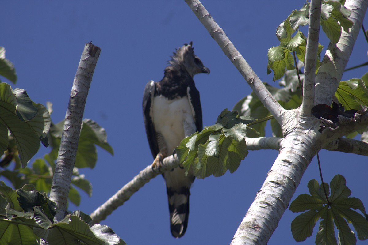 Harpy Eagle - ML645563567