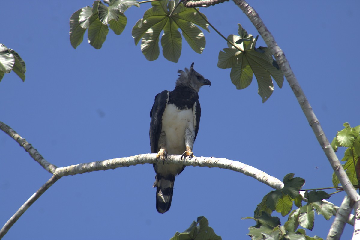 Harpy Eagle - ML645563568