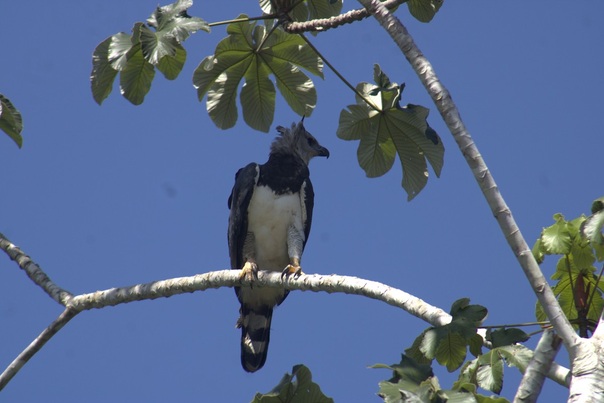 Harpy Eagle - ML645563569