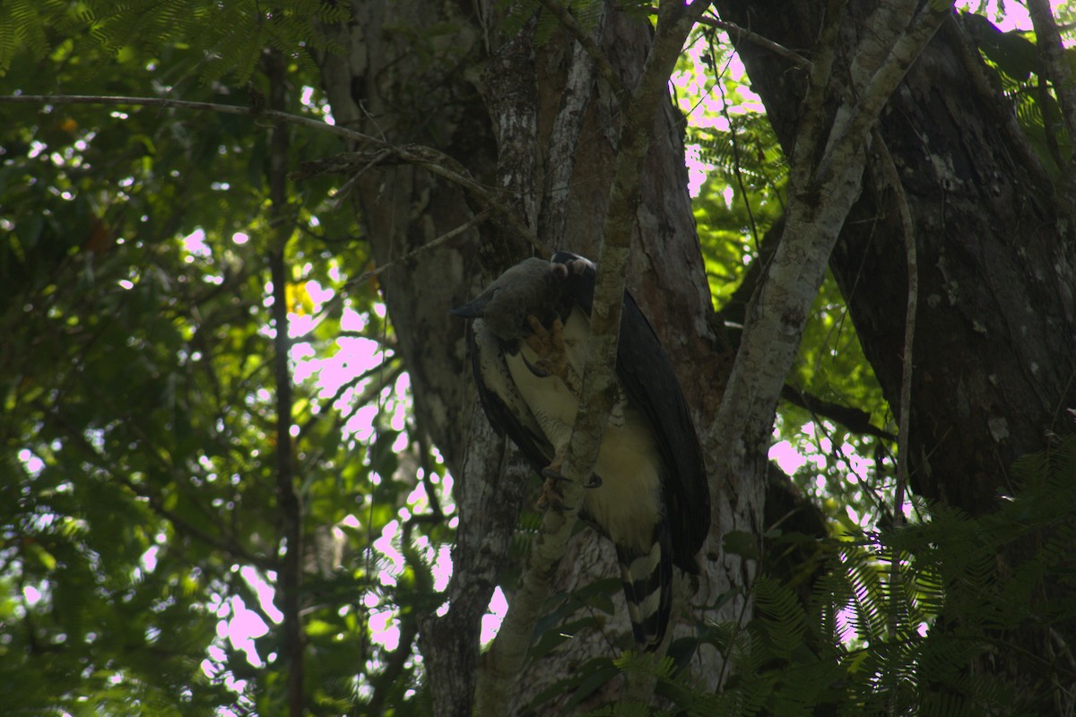 Harpy Eagle - ML645563570