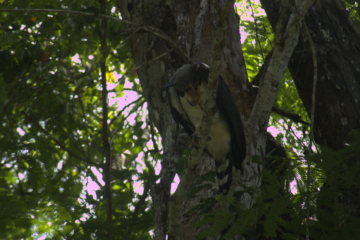 Harpy Eagle - ML645563571