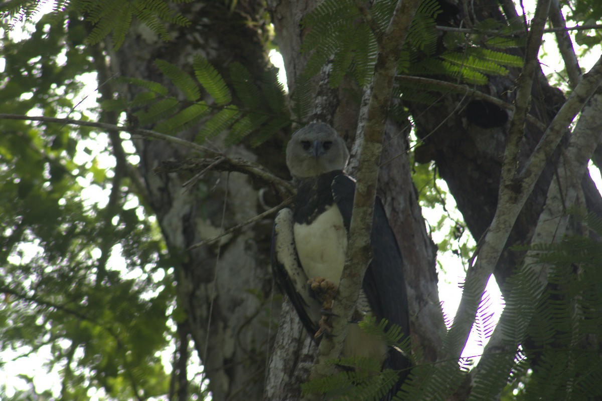 Harpy Eagle - ML645563572