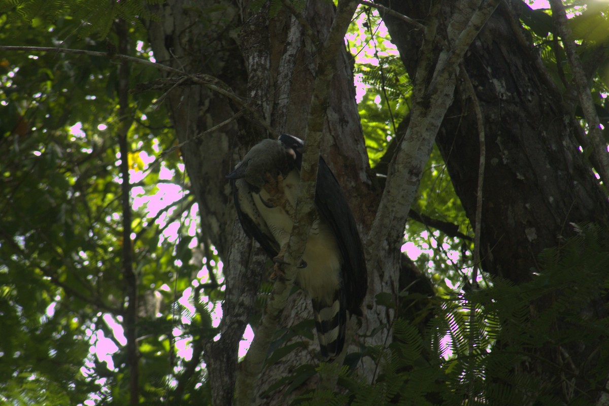 Harpy Eagle - ML645563573
