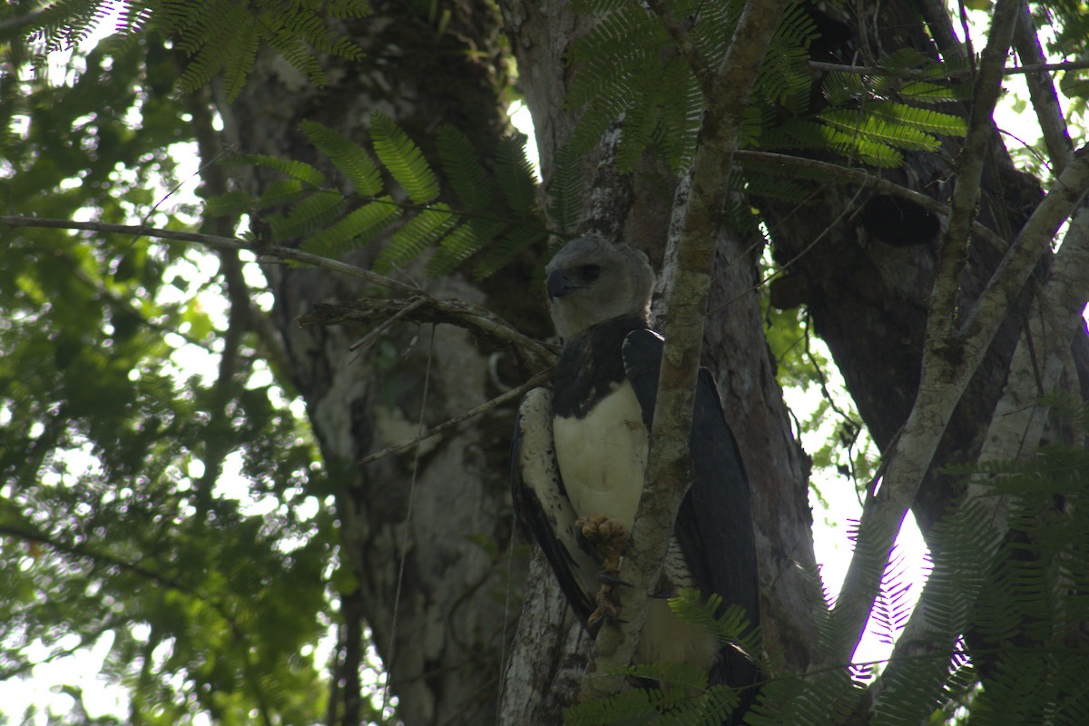 Harpy Eagle - ML645563574