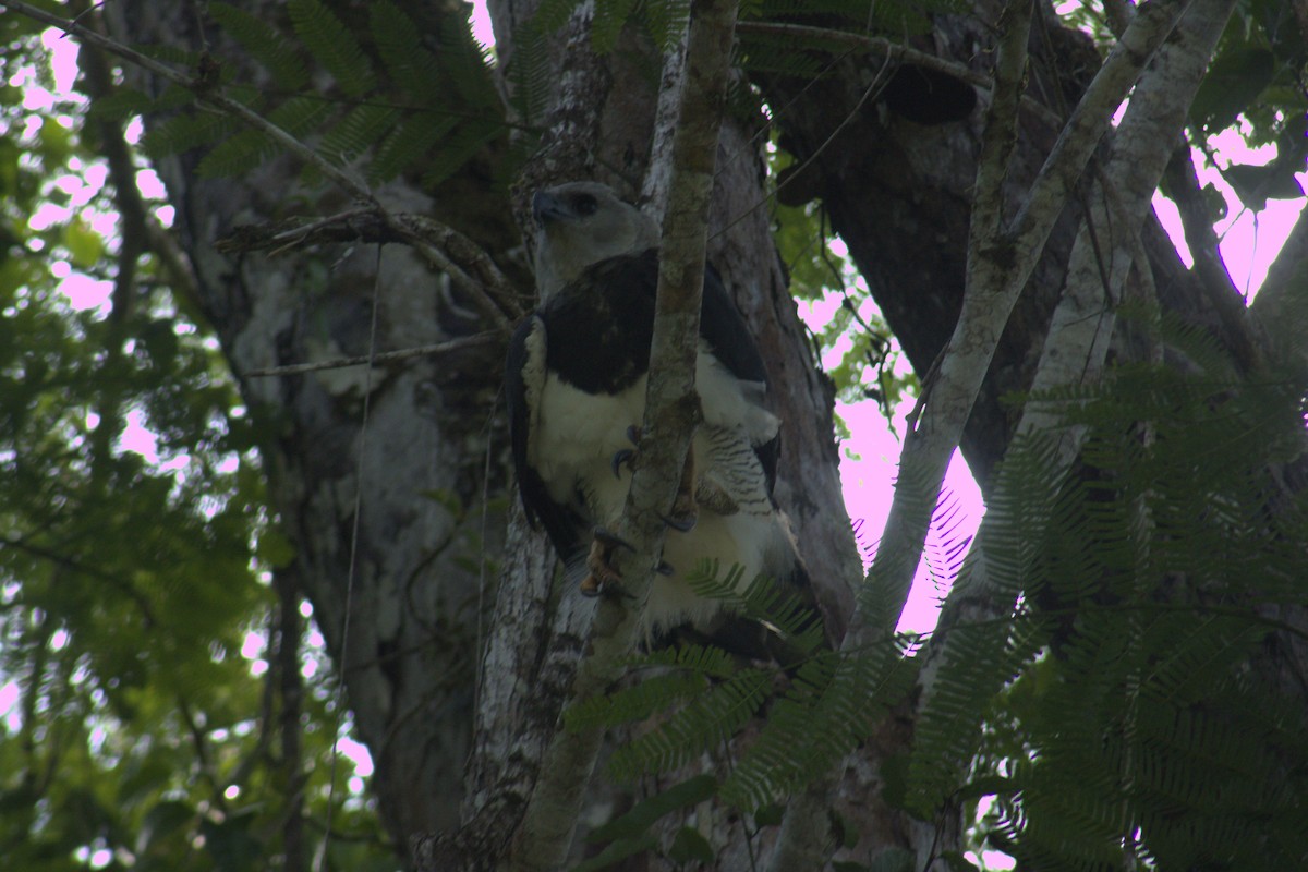 Harpy Eagle - ML645563575