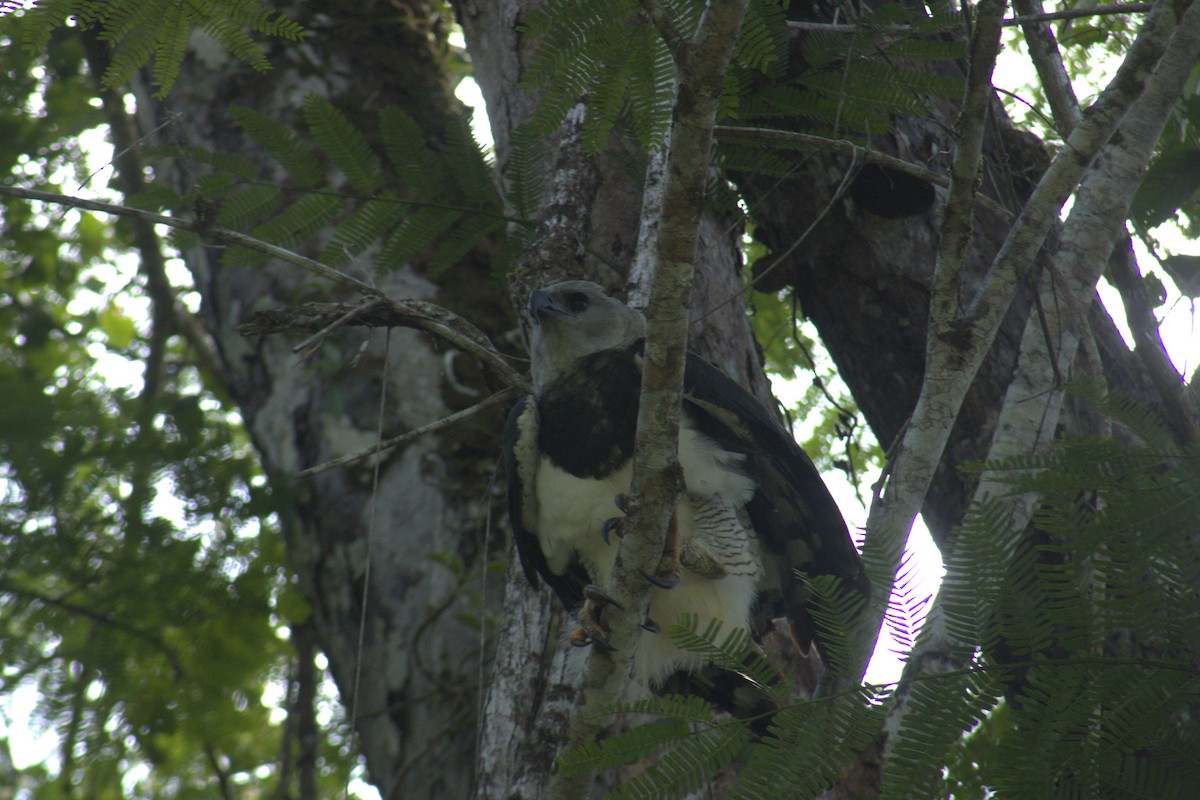 Harpy Eagle - ML645563576