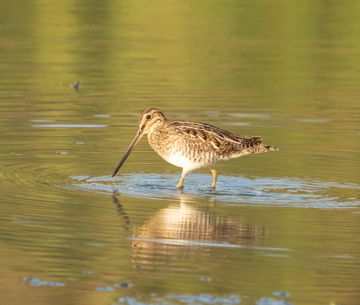 Wilson's Snipe - ML645563584