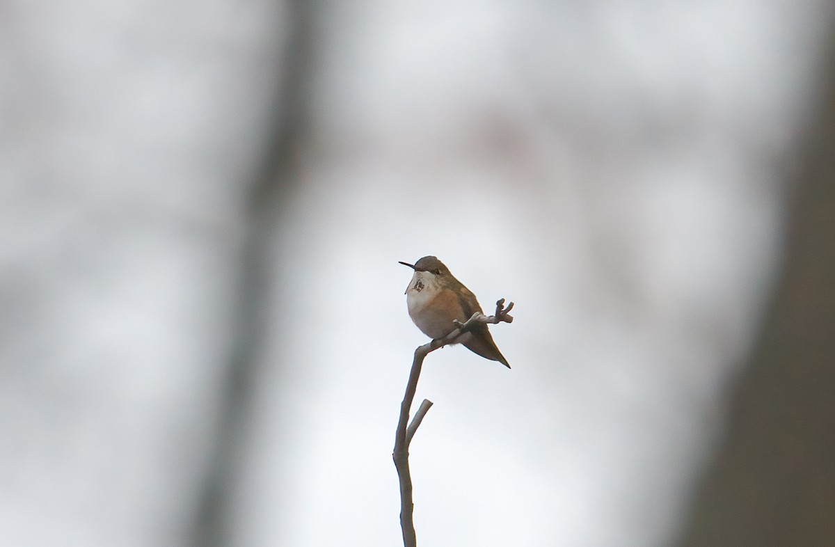 Rufous Hummingbird - ML645563587