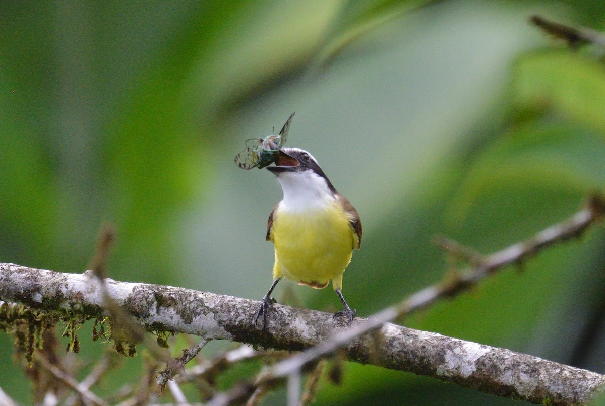 Great Kiskadee - ML645563593