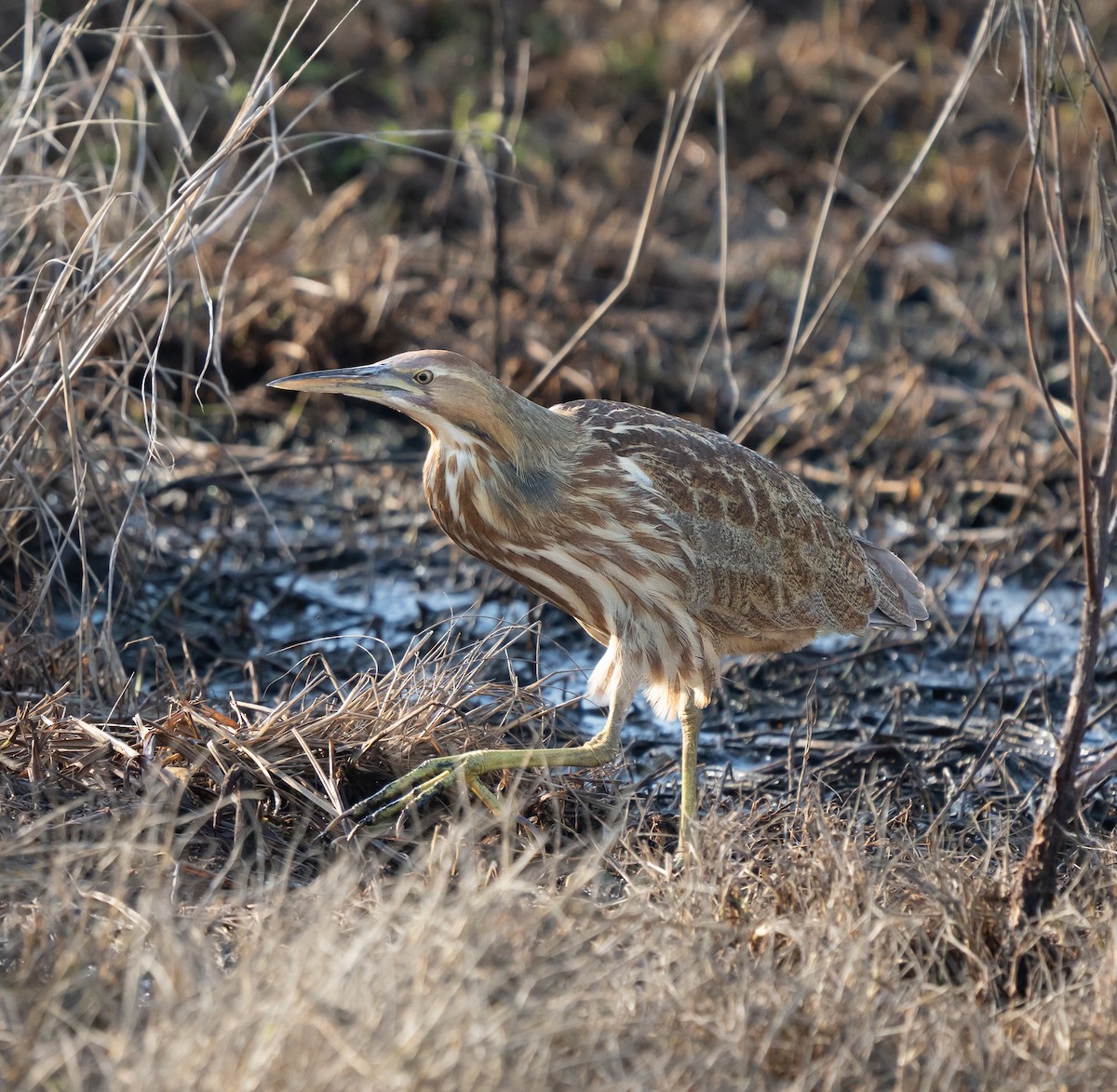 Бугай американський - ML645563594