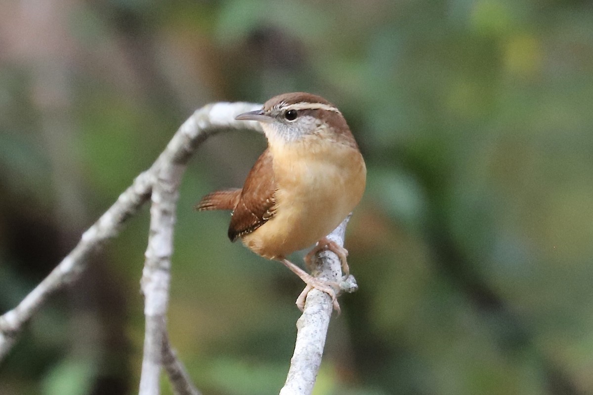 Carolina Wren - ML645563600