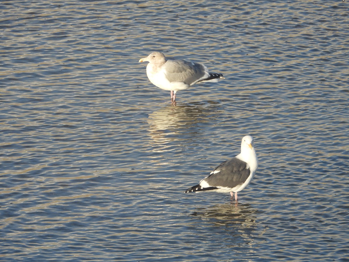 Larinae sp. - ML645563601