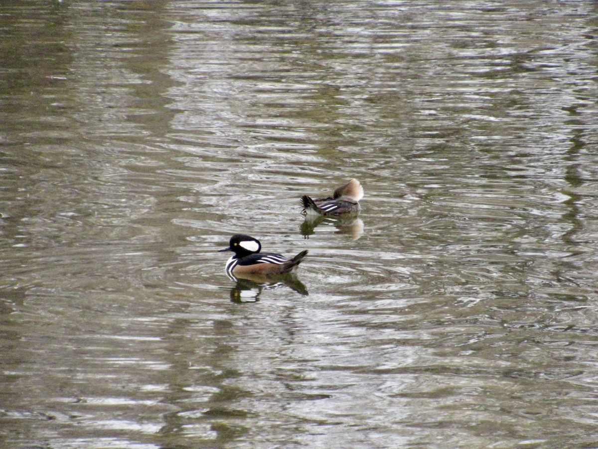 Hooded Merganser - ML645563602